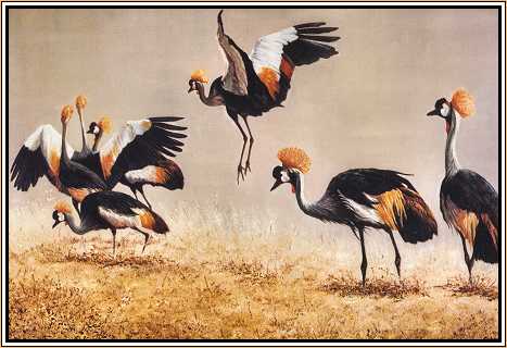 Crowned Cranes