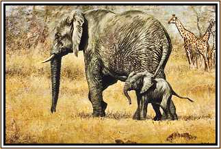 Elephant and Calf 2