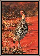 Francolin