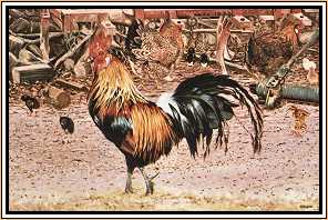 The Poser : African Cockerel
