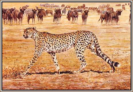 Cheetah Strolling