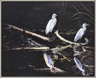 Reflections : Cattle Egrets