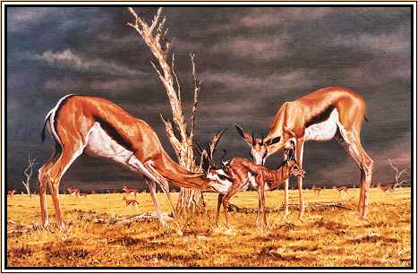 Springbok Mother, Yearling and Fawn