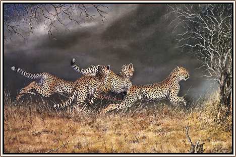 Spots : Cheetah Kittens Playing