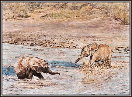 Happiness : Elephant Calves Playing