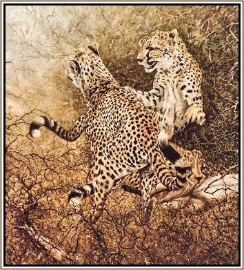 Hospitality : Cheetahs
