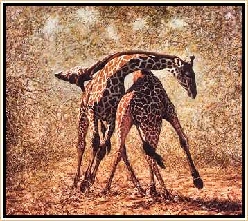 Giraffes