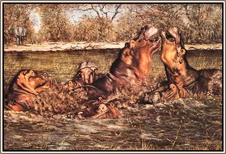 Muddy Waters : Hippos