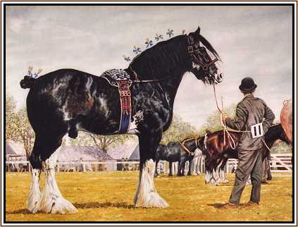 Clydesdale