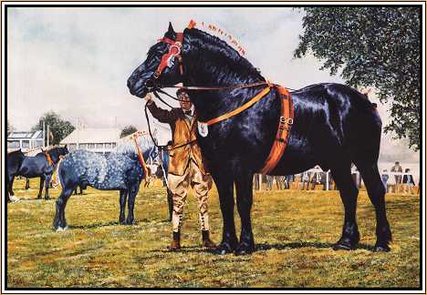 Percheron