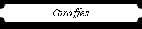 Giraffes