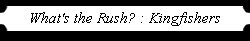 What's the Rush? : Kingfishers
