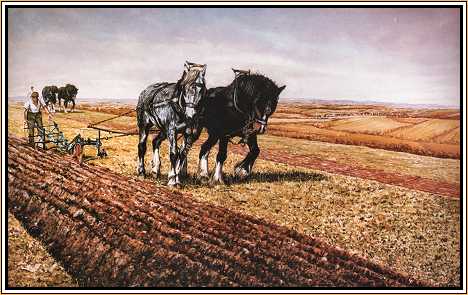 Ploughing Match