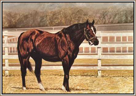 Northern Dancer In Paddock