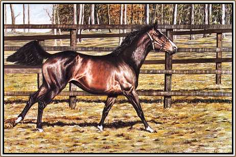 Shergar In Paddock