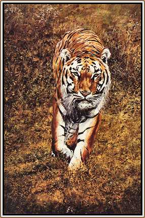 Silent Approach : Tiger