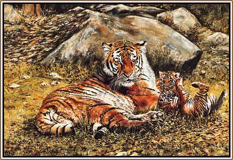 Tigress and Cubs