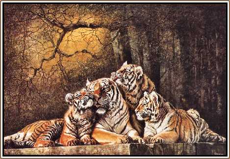 Bliss : Tigers of Longleat