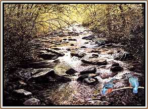 What's the Rush? : Kingfishers