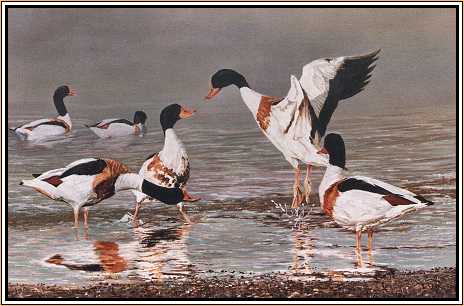 Committee Meeting : Shelducks