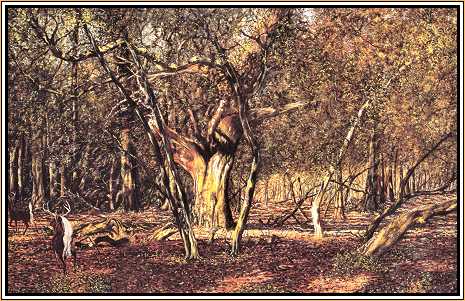 Fleeting Forms : Deer