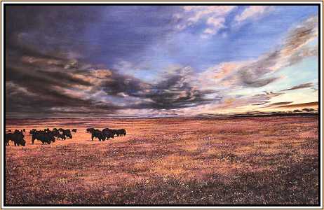 Buffalo Hill : American Bison/Buffalo
