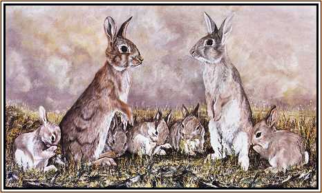 Rabbits