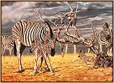 Good Boy : Zebra and Baby