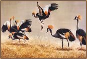 Crowned Cranes