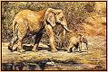 Elephant and Calf 1