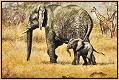 Elephant and Calf 1