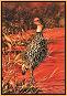 Francolin