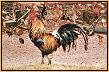 The Poser : African Cockerel