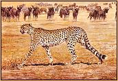 Cheetahs Strolling