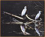 Reflections : Cattle Egrets