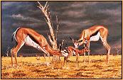 Springbok Mother, Yearling and Fawn