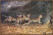 Spots : Cheetah Kittens Playing
