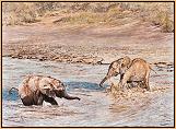 Happiness : Elephant Calves Playing