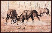 Honour Bound : Gemsbok Sparring
