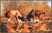 The Duellists : Kudu