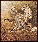 Hospitality : Cheetahs