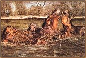 Muddy Waters : Hippos