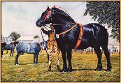 Percheron