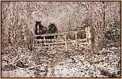 Winter Scene with Shires