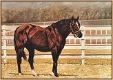 Northern Dancer in Paddock