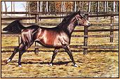 Shergar in Paddock