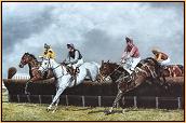 Desert Orchid