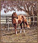 Secretariat, Standing in the U.S.A.