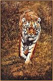 Silent Approach : Tiger