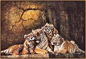 Bliss : Tigers of Longleat